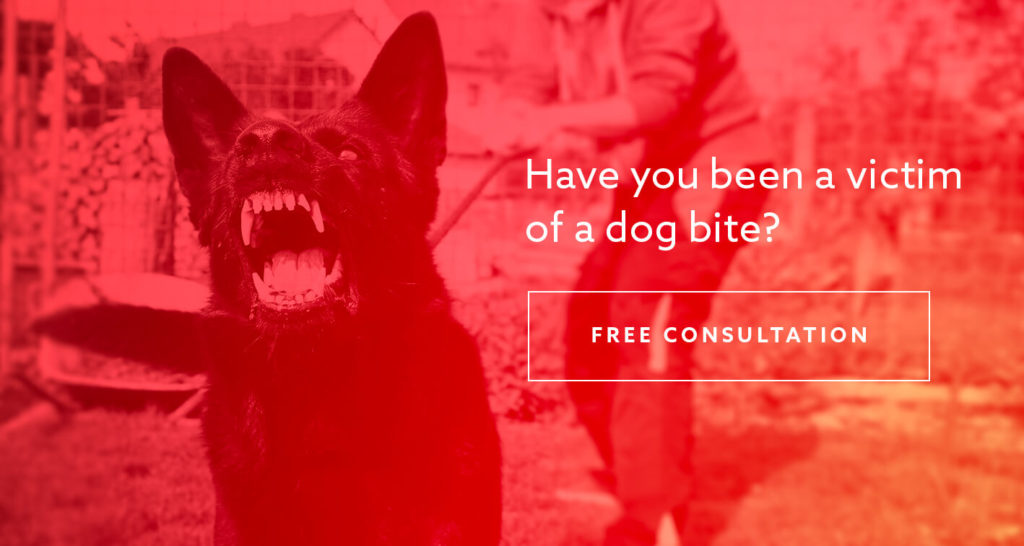 San Antonio dog bite lawyer