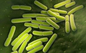 E-coli Bacteria