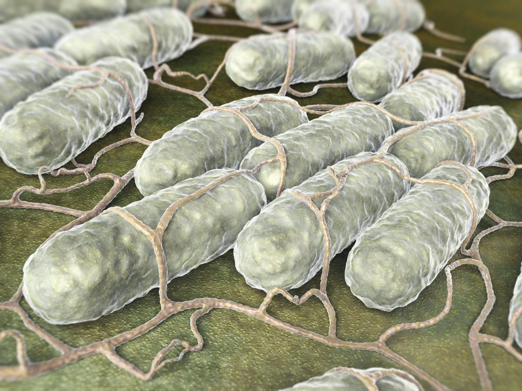 Salmonella Oranienburg