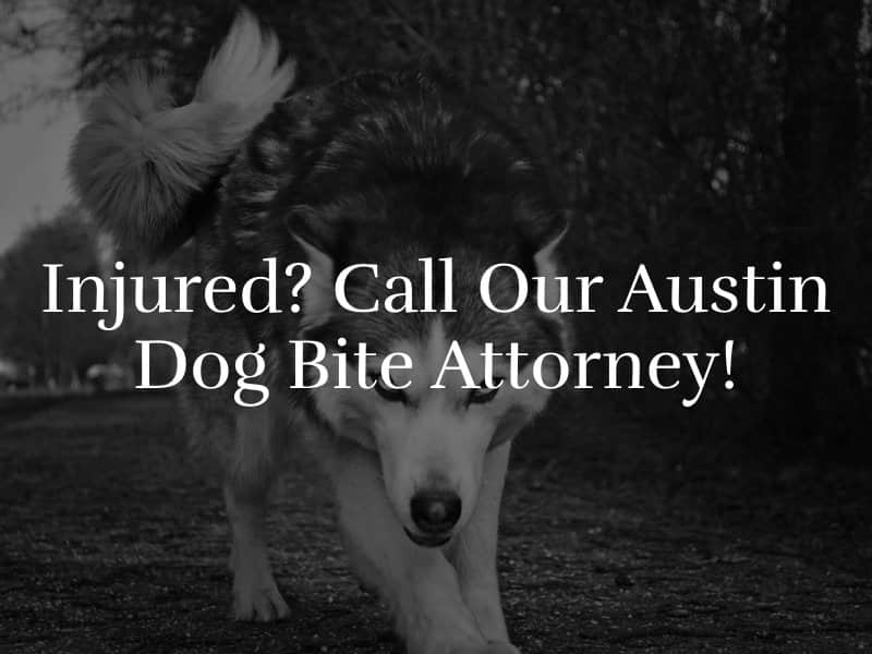 Austin Dog Bite Attorney