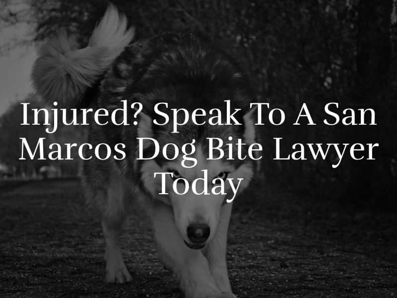 San Marcos Dog Bite Lawyer